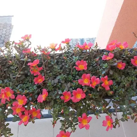 Ante Apartament